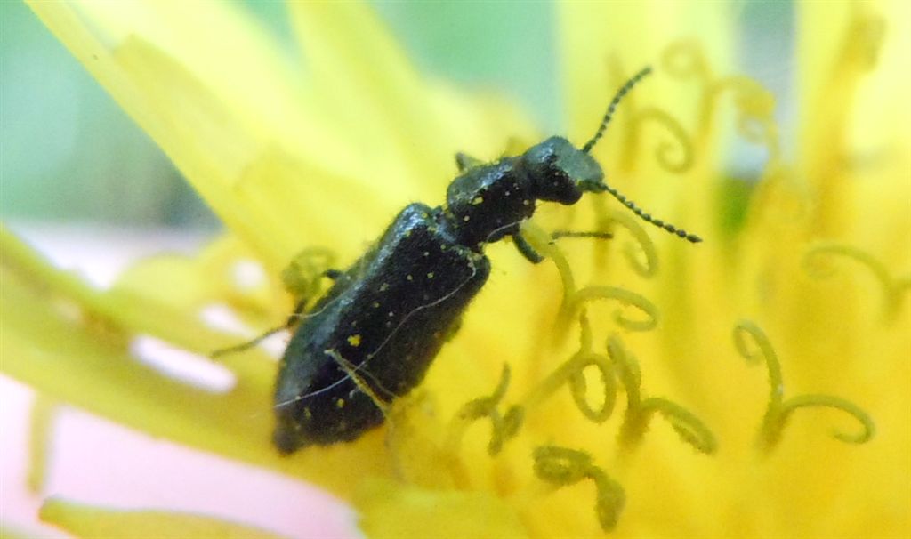 Dasytes sp.?